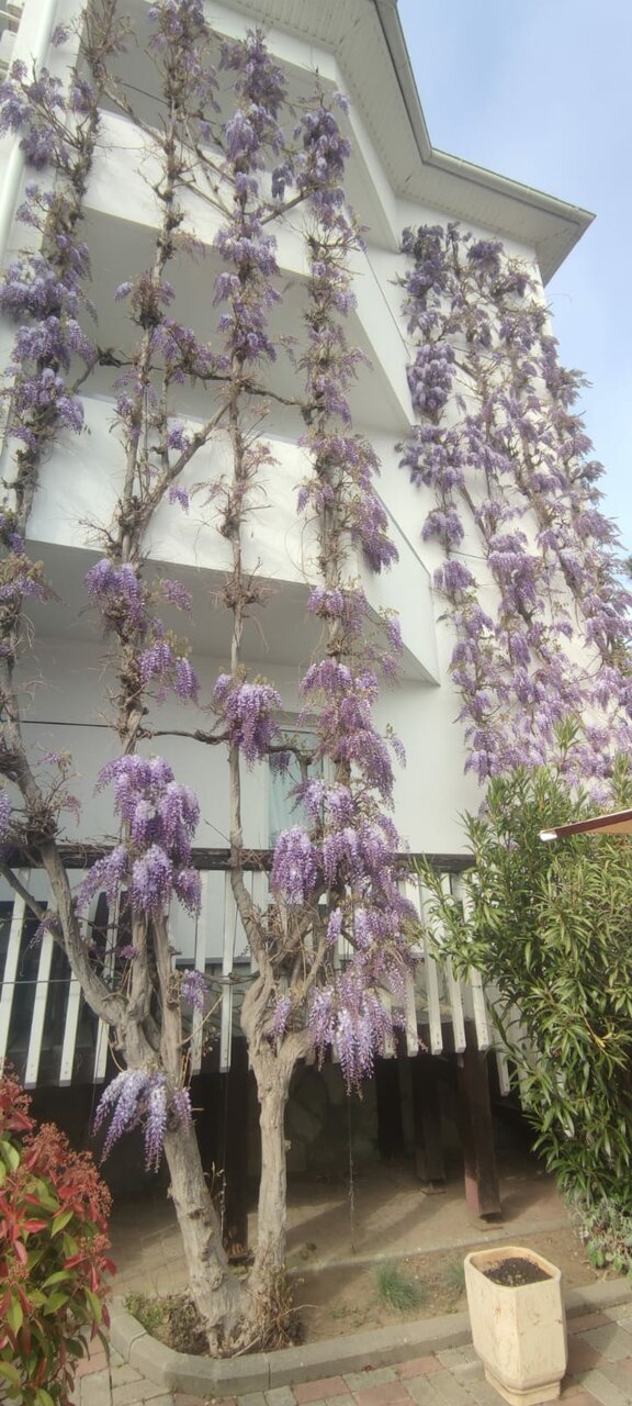 Гостиница Роза ветров Архипо-Осиповка-217