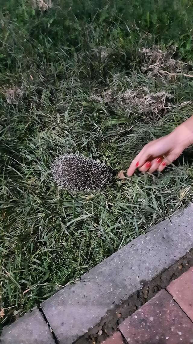 Гостиница Роза ветров Архипо-Осиповка-53